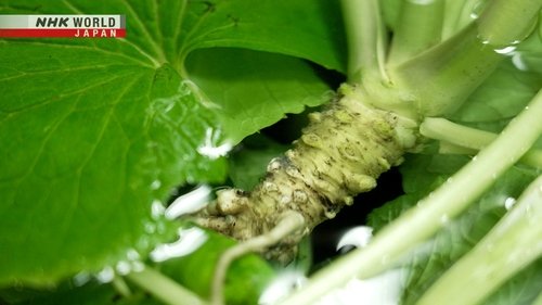 Background image for Through the Kitchen Window: The Wasabi Brothers - Finding the Spice of Life