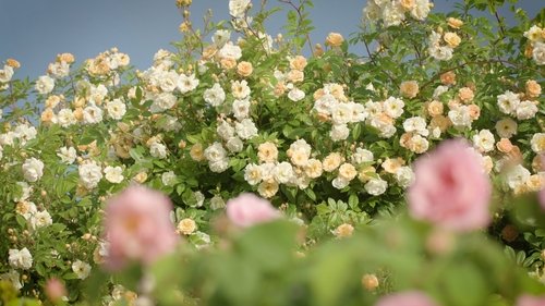 Background image for Heavenly roses