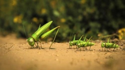 The grasshopper who didn't know how to leap