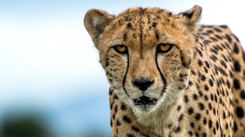Background image for A Cheetah's Hunt
