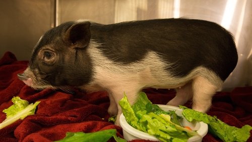 Background image for Pot-Bellied Pig Out