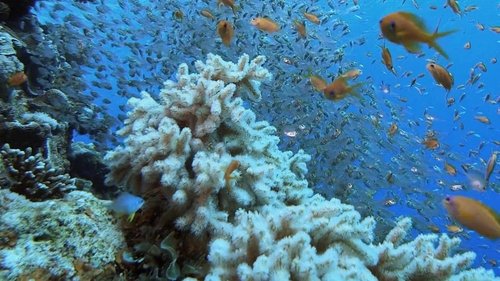 Background image for Murder Island Mutiny