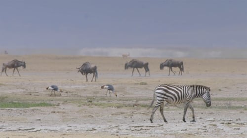 Ngorongoro Crater: Cursed Haven