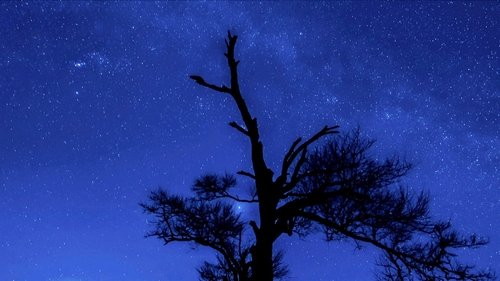 Background image for Forging Bonds Under a Starry Sky