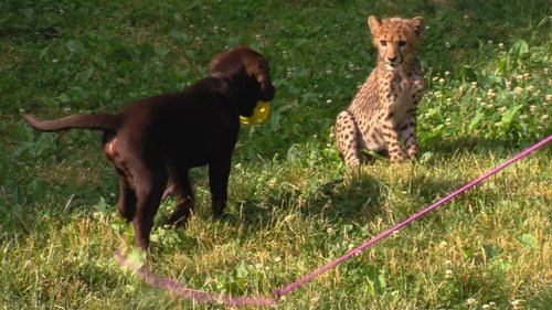 Background image for Dogs & Cheetahs & Companion Dogs