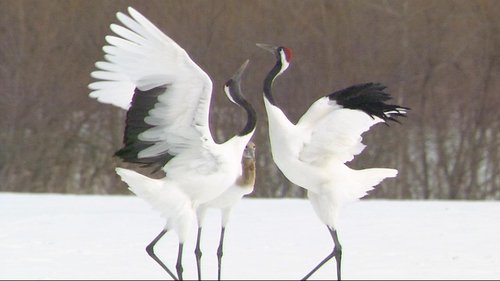 Background image for Kushiro: Dancing with Nature