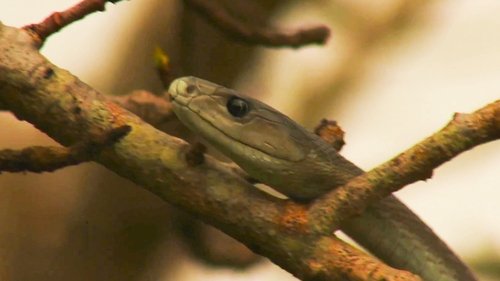 Background image for Africa's Most Dangerous Snakes