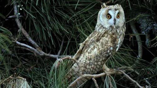 Background image for Garden of the Gods: Mediterranean Pine Forest