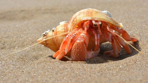 Background image for Seashore