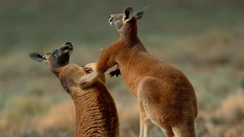 Background image for Australia's Red Center