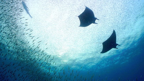 Background image for Indonesia: The Secret Lives of Manta Rays