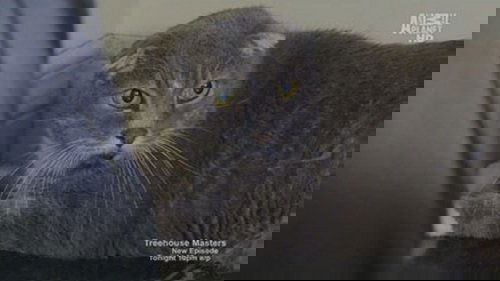 Background image for Feral Scottish Fold