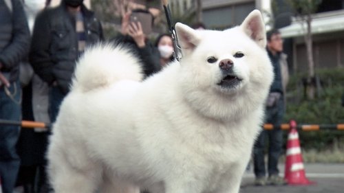 Background image for Dog Parade Marks 100 Years Since Birth of Hachiko