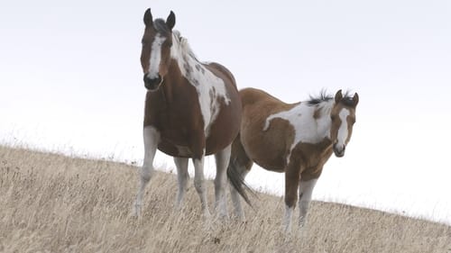 My Father’s Horses