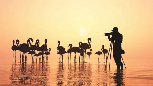 Photography for Birders