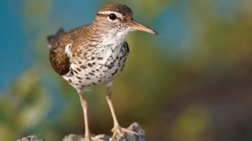 Using Bird Behavior to Identify Birds