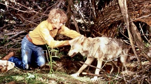 Background image for The Flight of the Grey Wolf (1)
