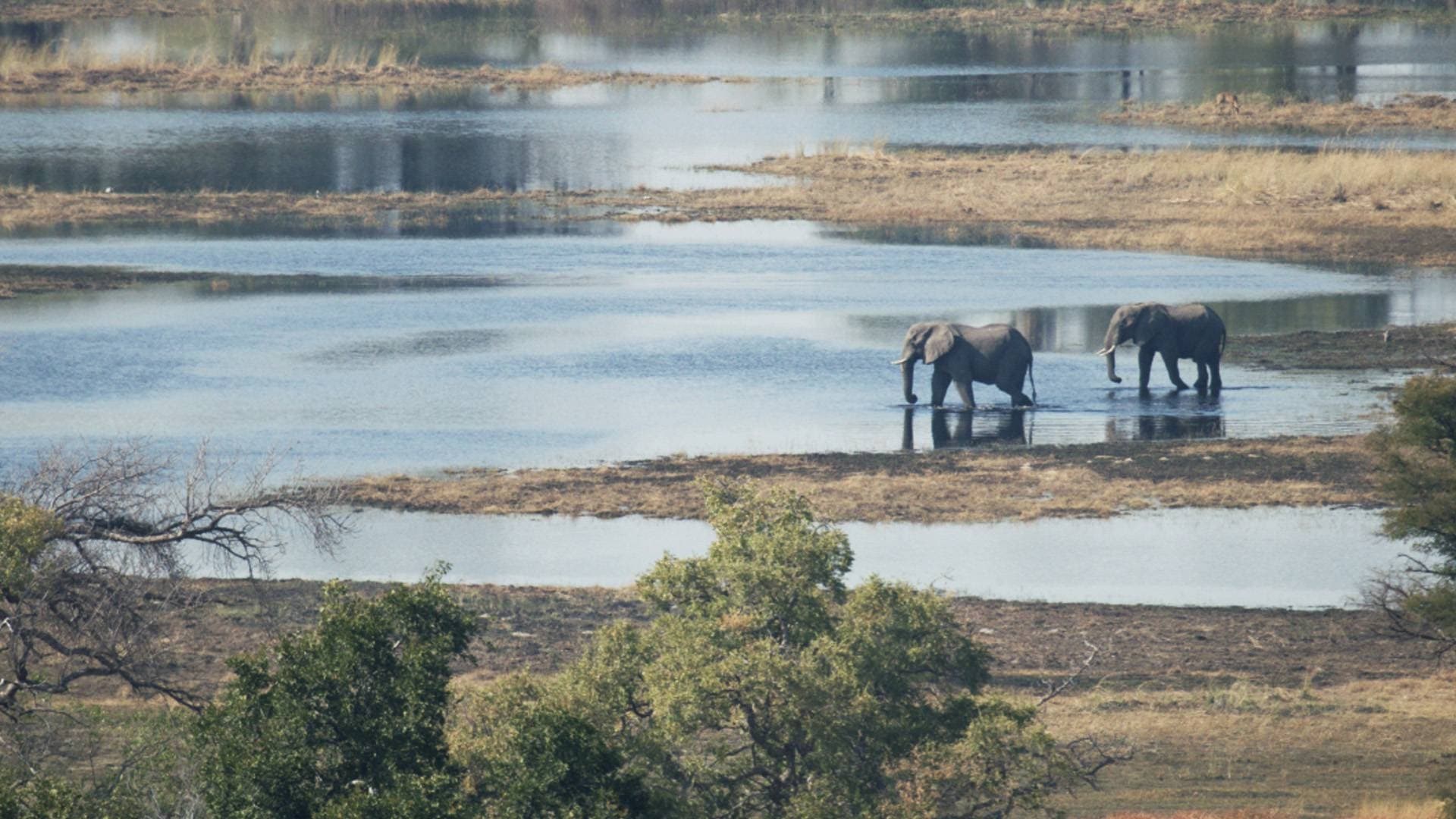 Lions Above and Below