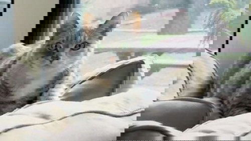 Background image for Chloe the Bully