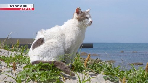 Background image for Fukuoka: Small Remote Islands