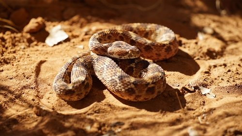 Background image for Snakes of the Pacific