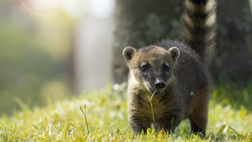 Background image for Thiago the Coati Kitten