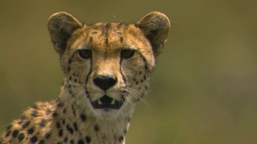 Background image for Cheetah, Cheetah