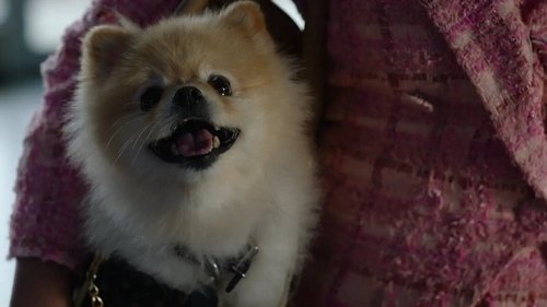Background image for Barking Bad