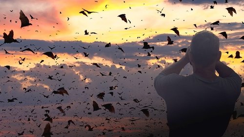 Background image for Bat Spectacular