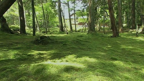 The World of Moss: Soothing Beauty, Subtle yet Refined