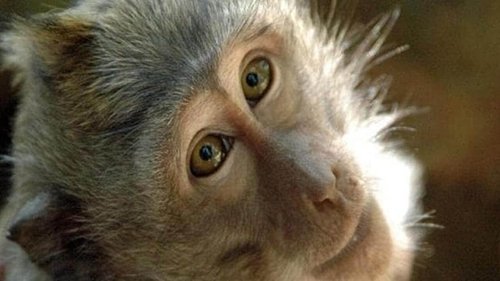 Background image for The world of monkeys
