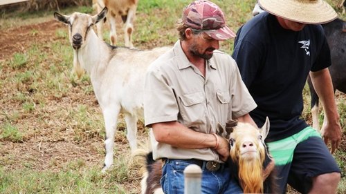 Background image for Case of the Horny Goat