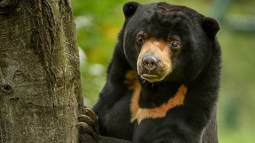 Heating Up a Sun Bear Romance