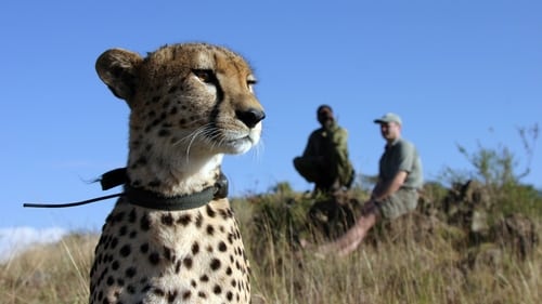 The Cheetah Orphans