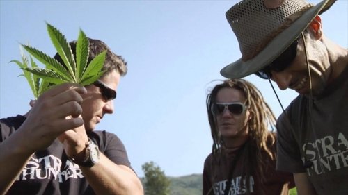 Background image for Arjan Roskam, The King of Cannabis