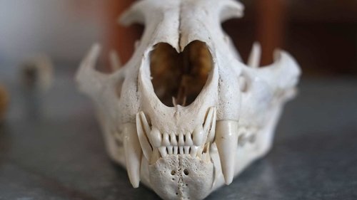 Background image for South American Squatch of Argentina