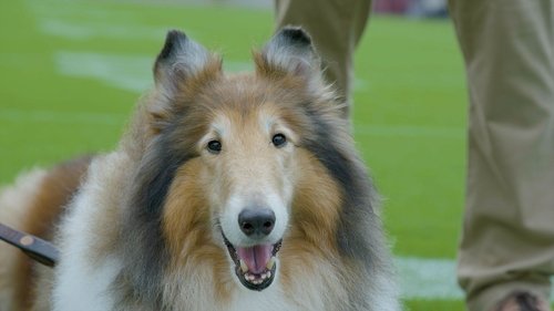 Background image for Mascot Dogs & Guide Dogs for Runners