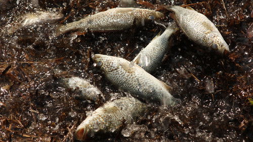 Background image for Raining Fish