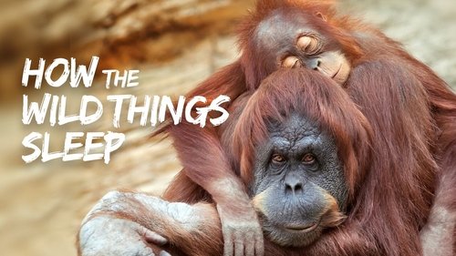 Background image for How the Wild Things Sleep