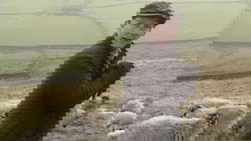 Background image for Where Sheep May Safely Graze