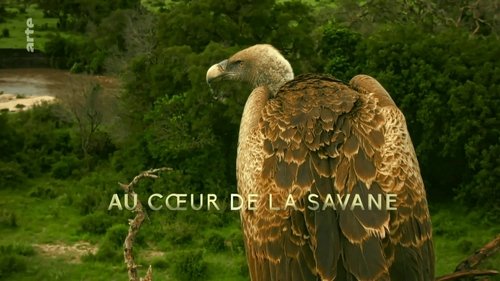 Background image for In The Heart of the Savanna