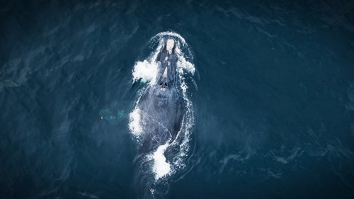 Background image for Whales