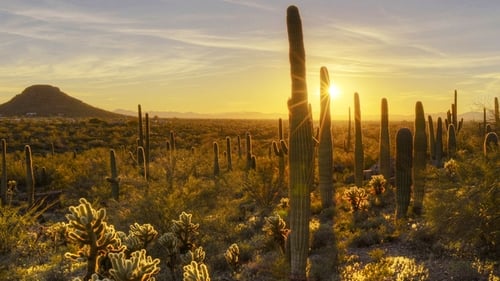 Saguaro