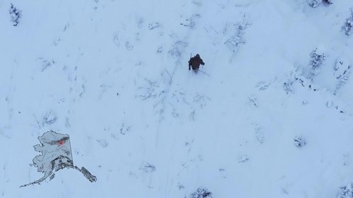 Background image for School of Ice