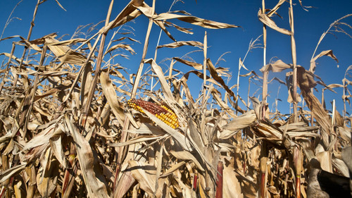 Hungry Hungry Humans