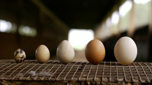 Background image for Eggs A Dozen Ways