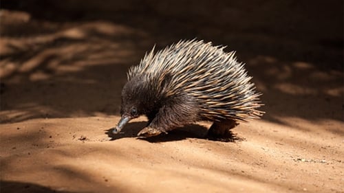 Platypus and Echidna