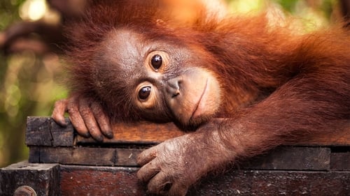 Red Ape: Saving the Orangutan