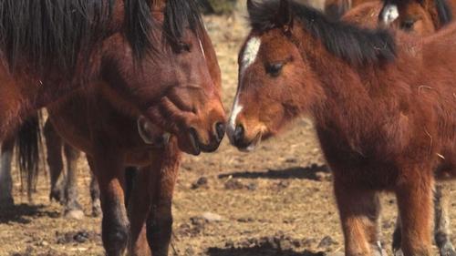 Native Horses