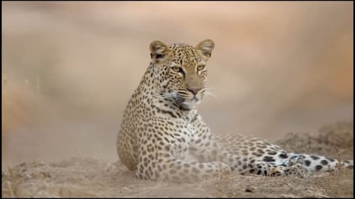 The Leopard Who Changed Her Spots